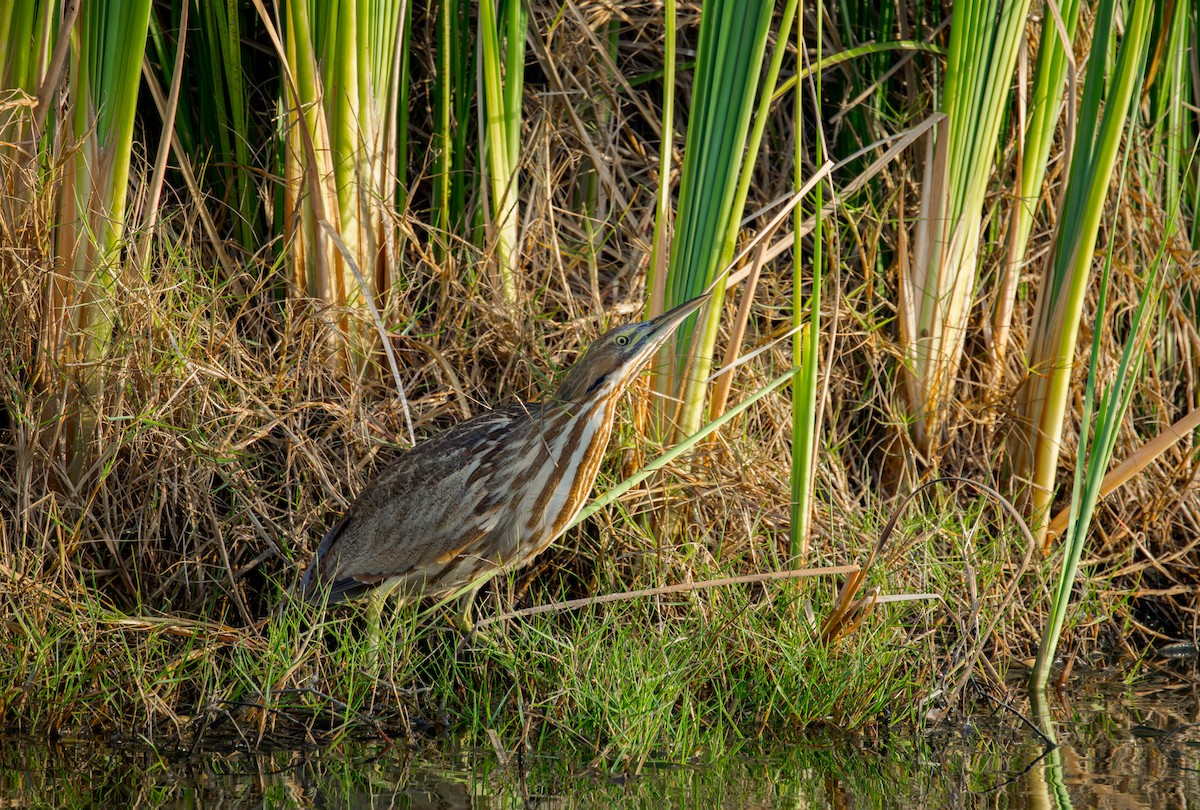 American Bittern - ML645967383