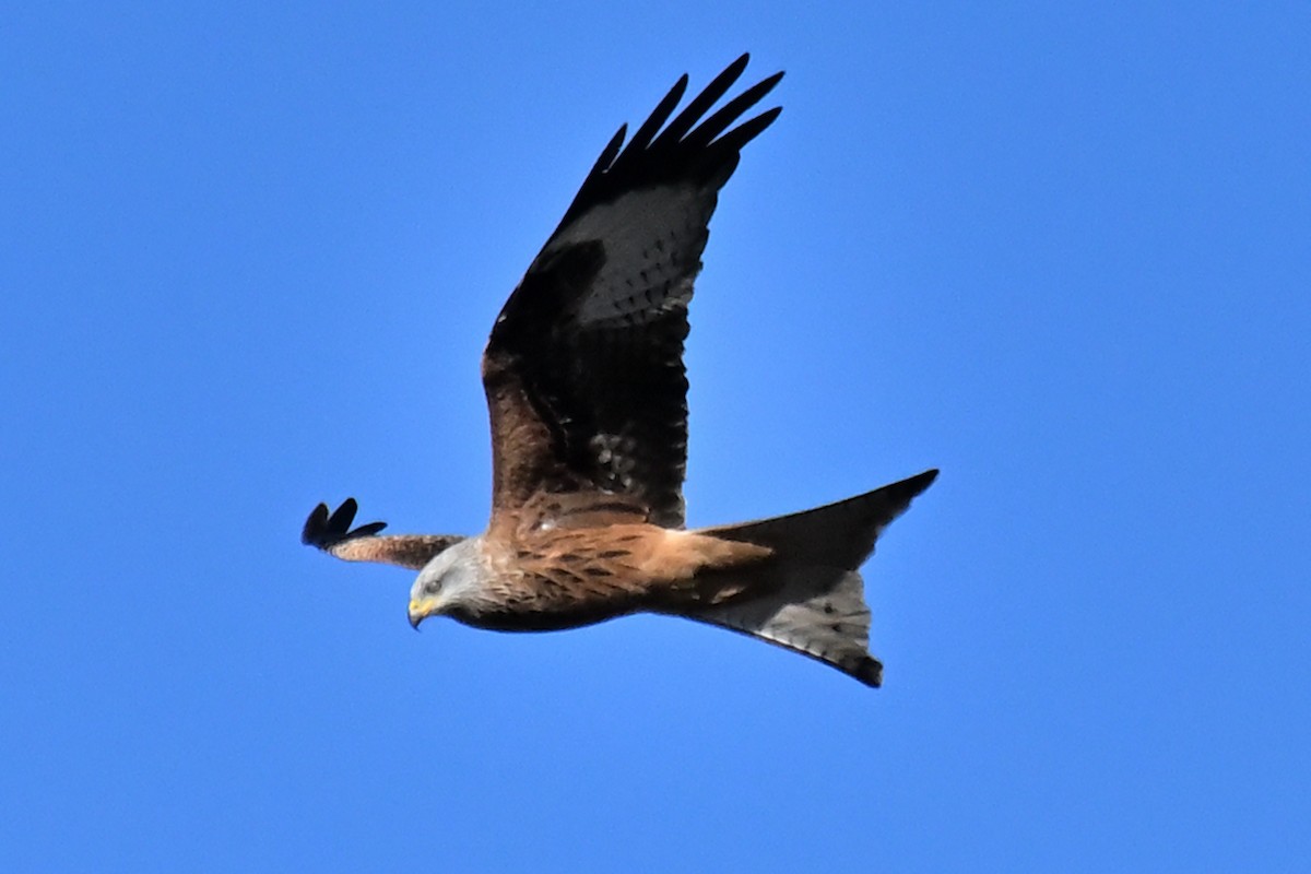 Red Kite - ML645967385