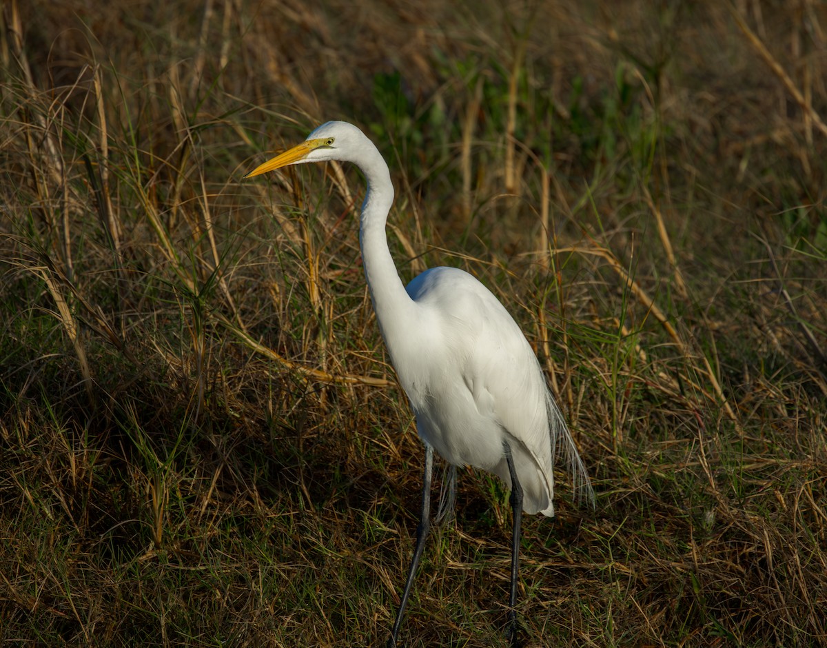 Koartza zuria - ML645967387