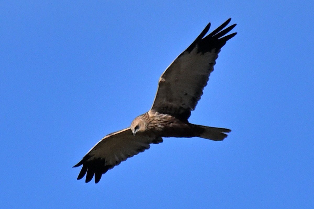 西方澤鵟 - ML645967389