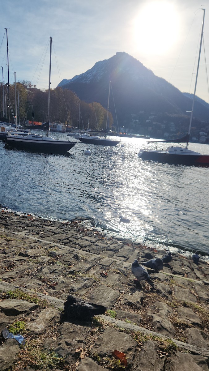 Haitz-usoa (etxekoa) - ML645967402