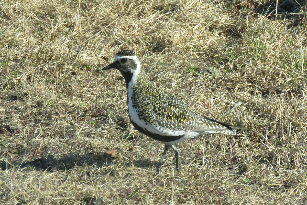 European Golden-Plover - ML645967438