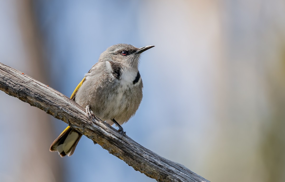 Crescent Honeyeater - ML645967442