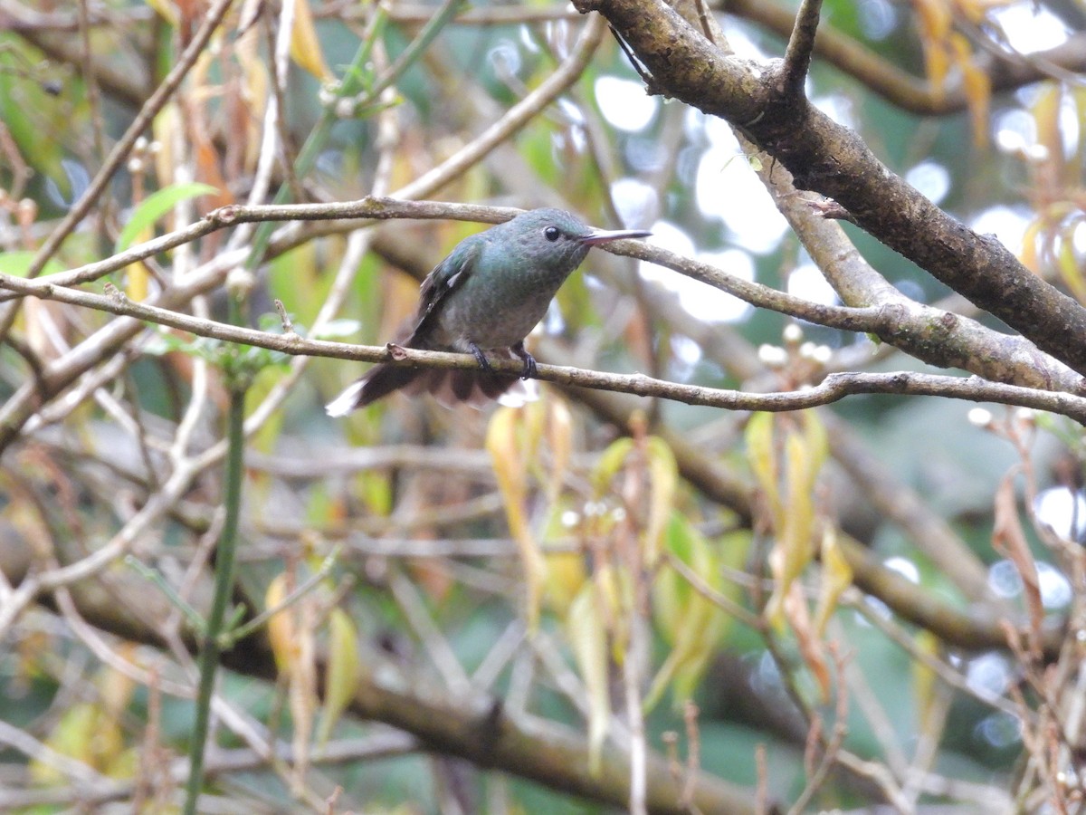 kolibřík skvrnitoprsý - ML645967445