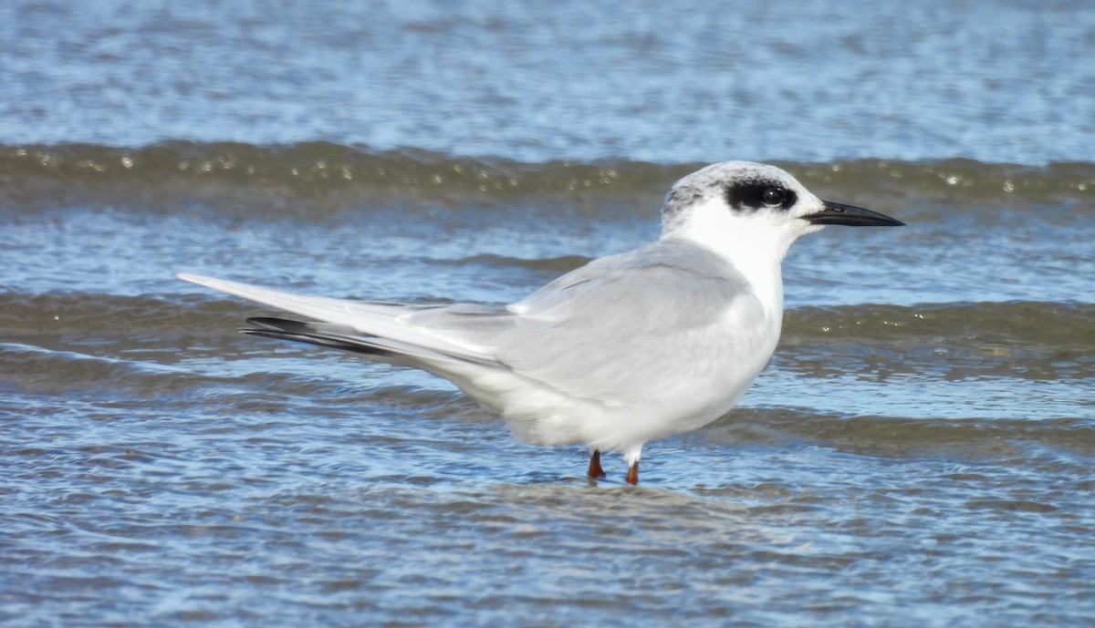 Крячок неоарктичний - ML645967446