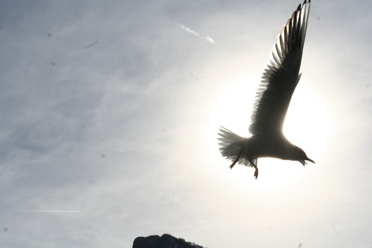 Black-headed Gull - ML645967448