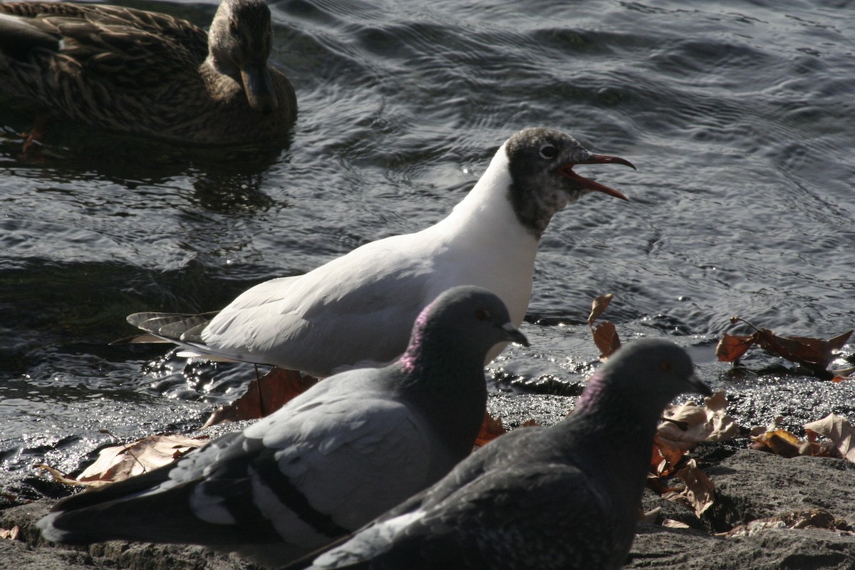 Black-headed Gull - ML645967449