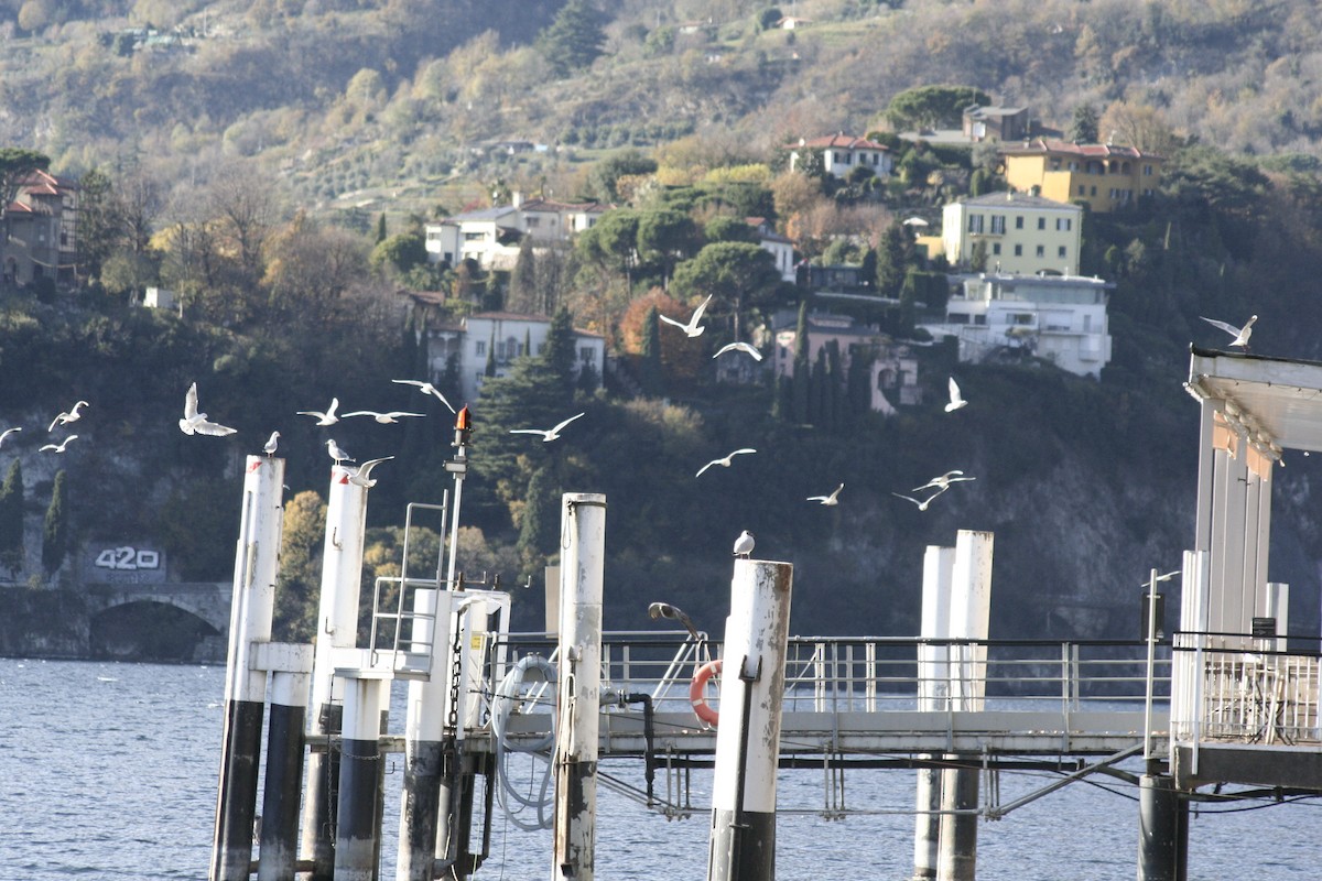 Black-headed Gull - ML645967450