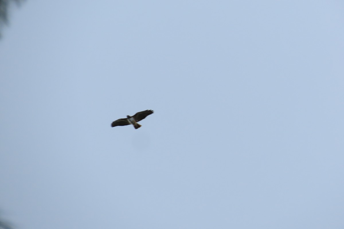 Red-tailed Hawk - ML645967455