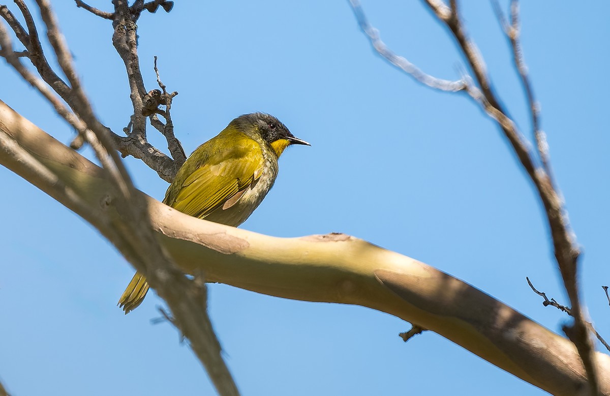 Yellow-throated Honeyeater - ML645967457