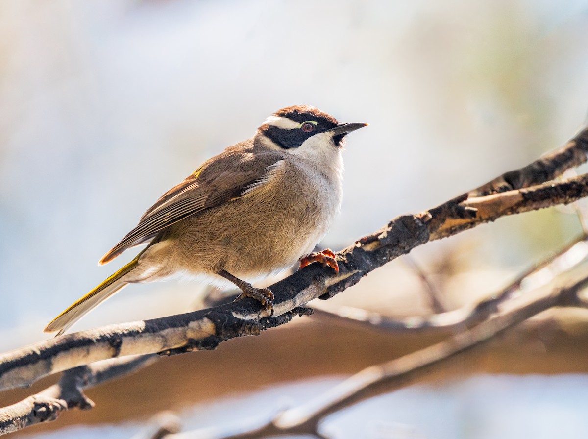 Strong-billed Honeyeater - ML645967469