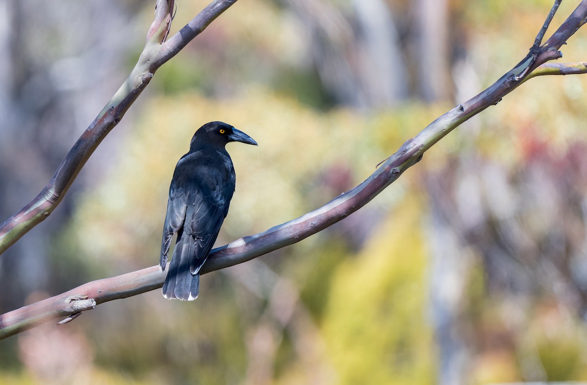 Black Currawong - ML645967479