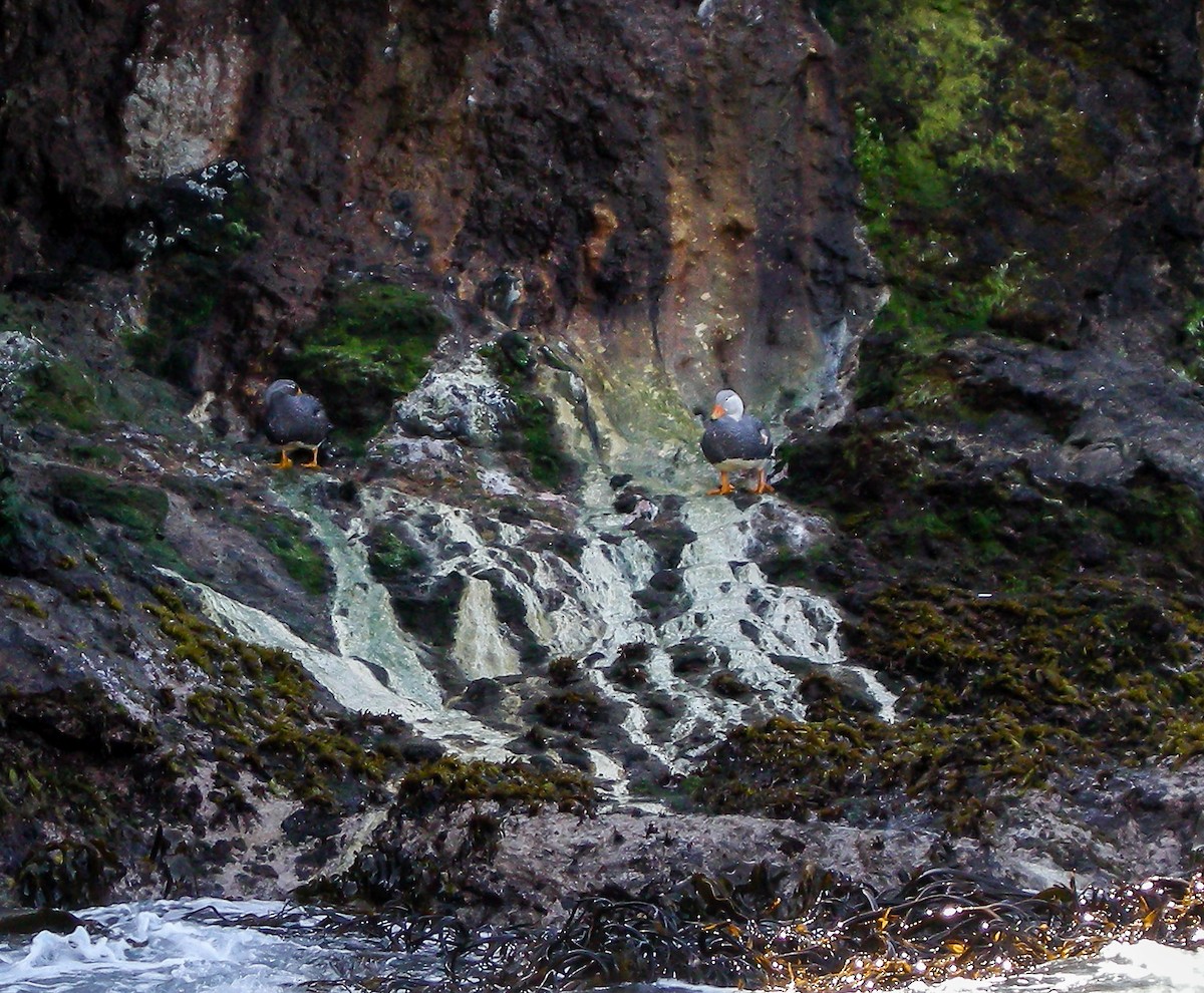 オオフナガモ - ML645967481