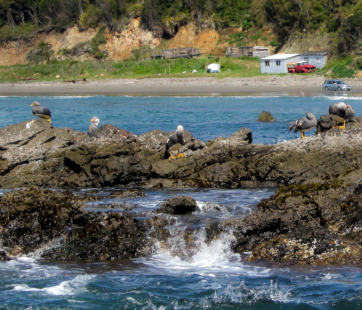 オオフナガモ - ML645967482