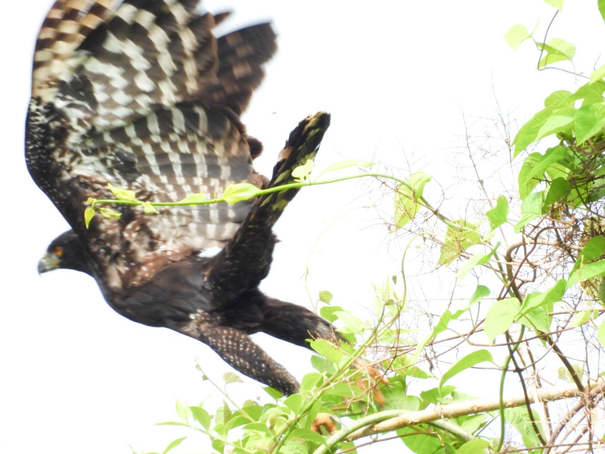 Black Hawk-Eagle - ML645967488