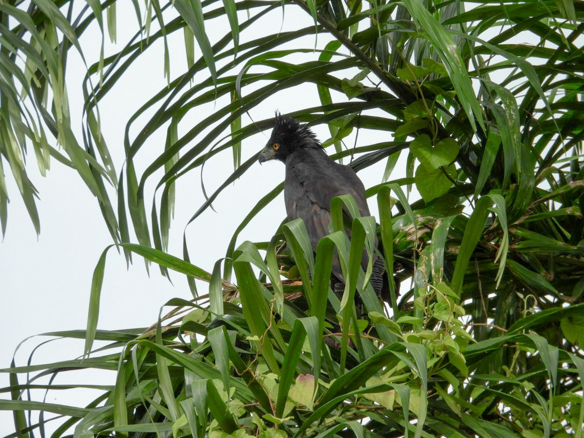 Black Hawk-Eagle - ML645967489