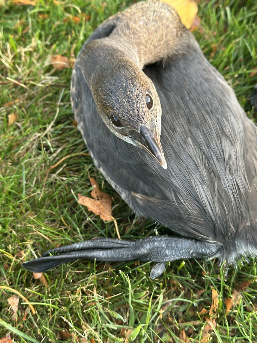 Pied-billed Grebe - ML645967490