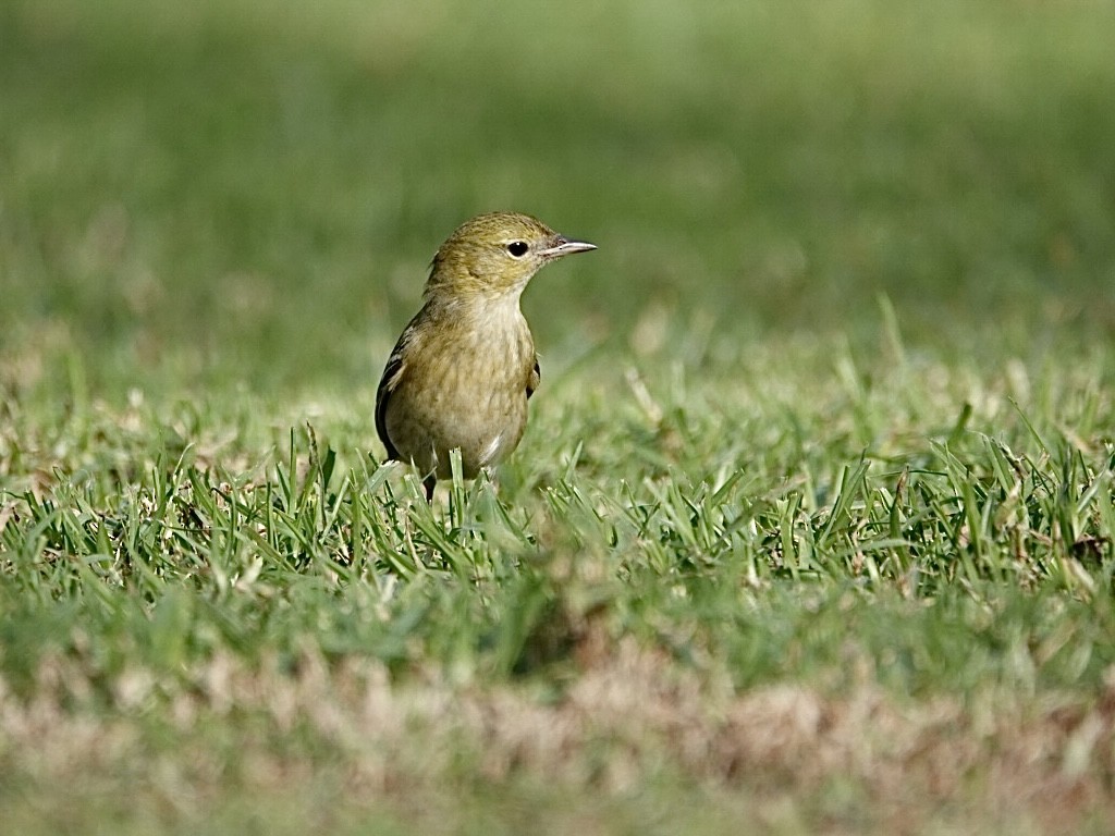 Bay-breasted Warbler - ML645967504