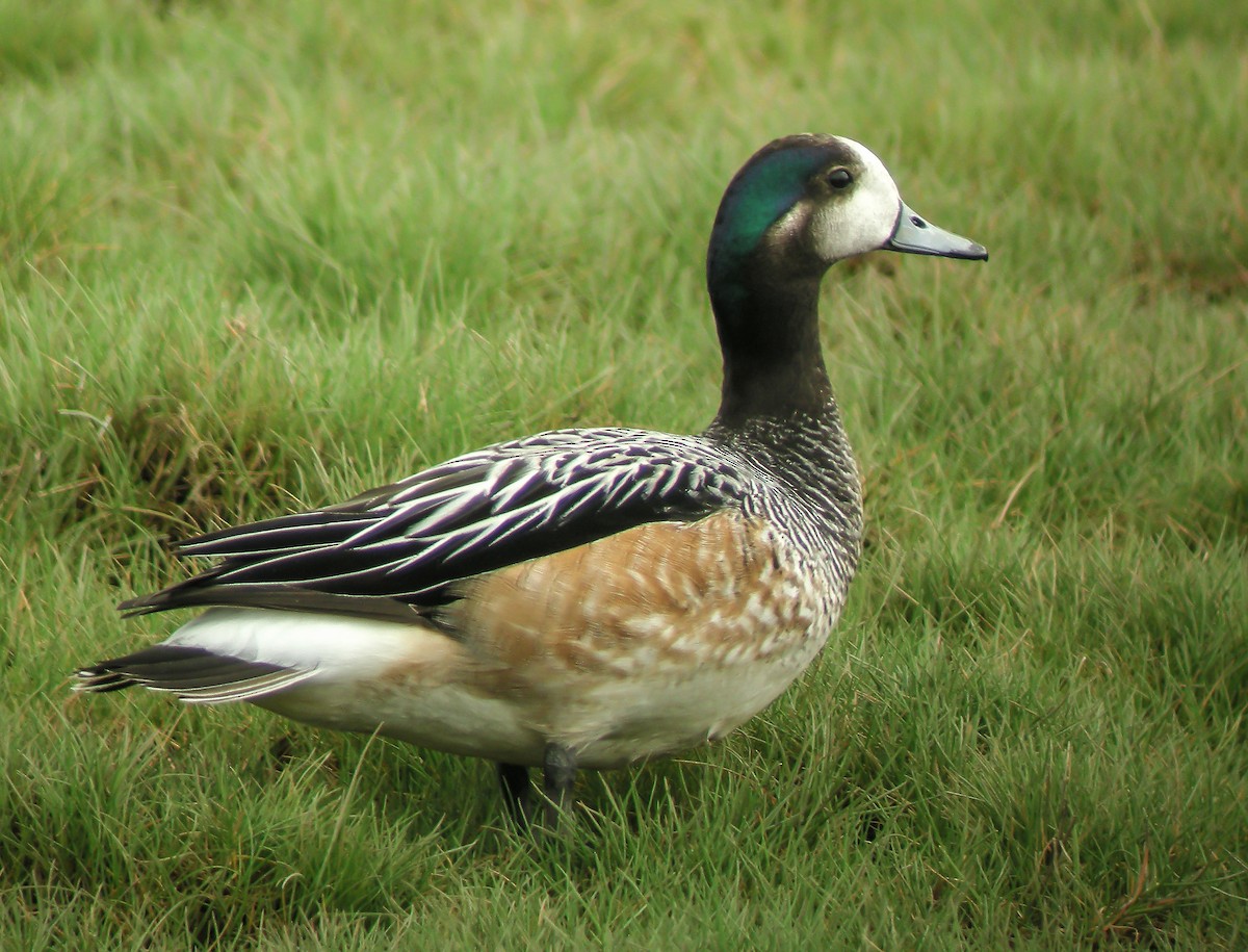 Chiloe Wigeon - ML645967507