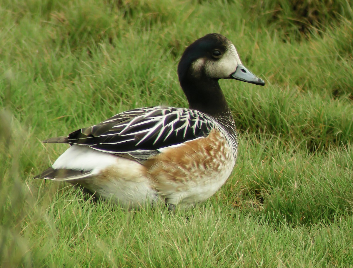 Chiloe Wigeon - ML645967508