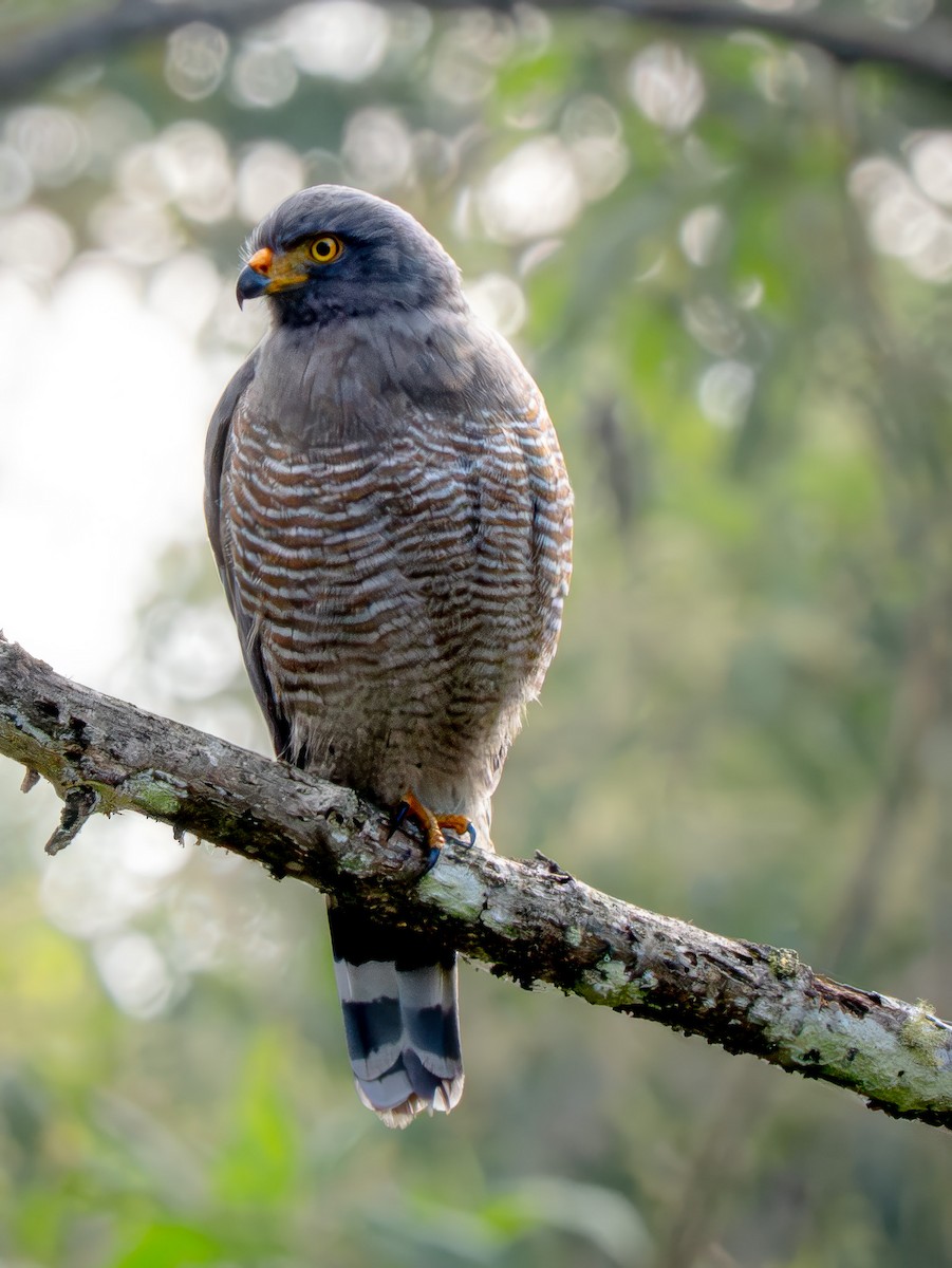 káně krahujová - ML645967511