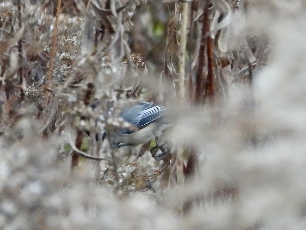 Black-capped Chickadee - ML645967517
