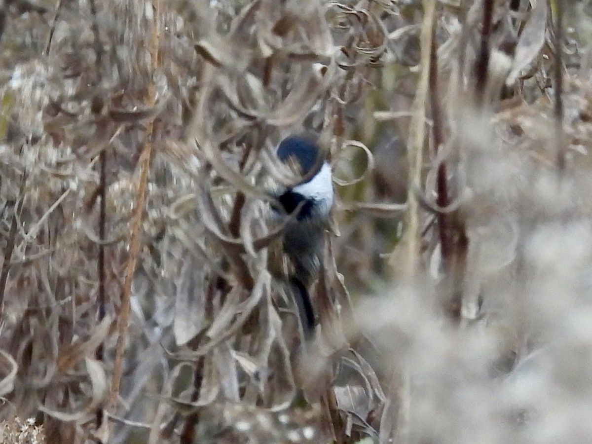 Black-capped Chickadee - ML645967518
