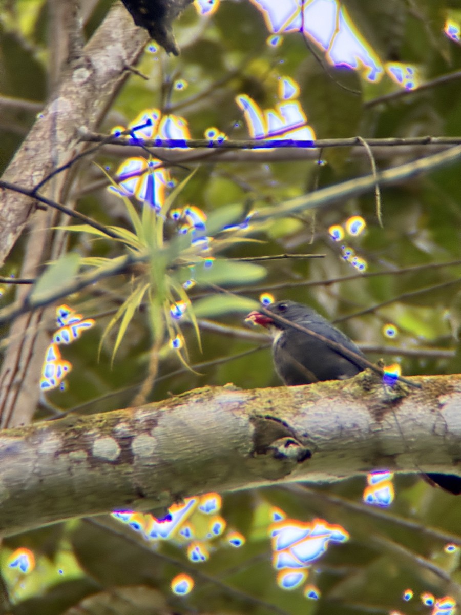 Slate-colored Grosbeak - ML645967520