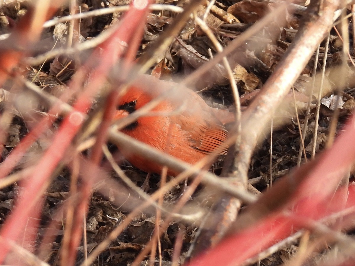 rødkardinal - ML645967527