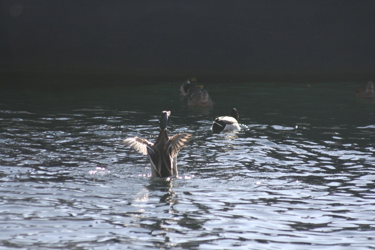 Mallard - ML645967530