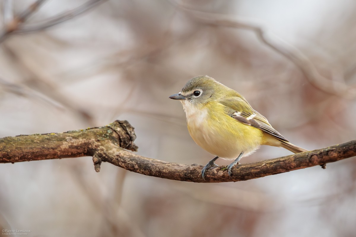 Blue-headed Vireo - ML645967531