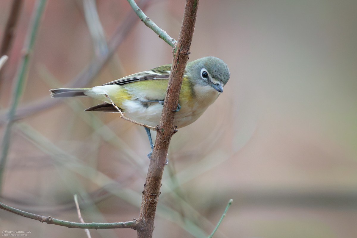 Blue-headed Vireo - ML645967544