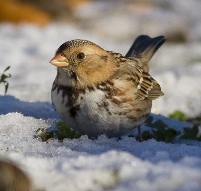 Harris's Sparrow - ML645967552