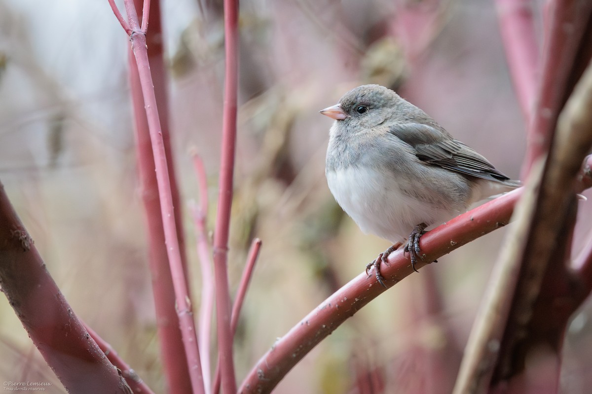 יונקו כהה-עין - ML645967554