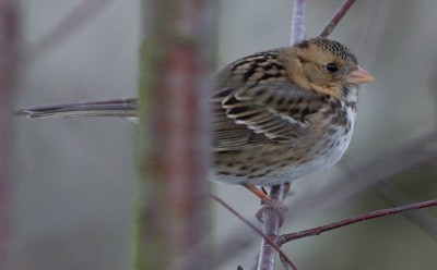 Harris's Sparrow - ML645967555