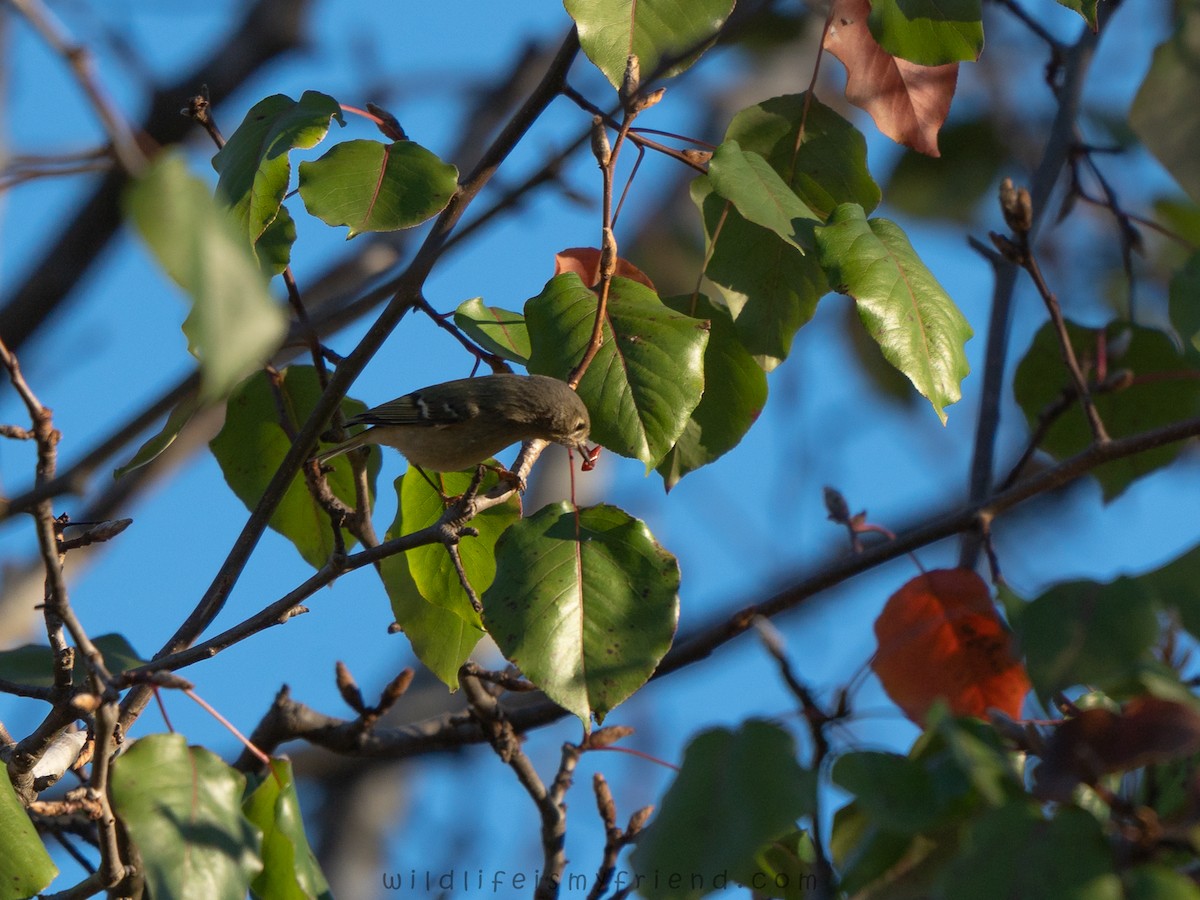 Ruby-crowned Kinglet - ML645967565