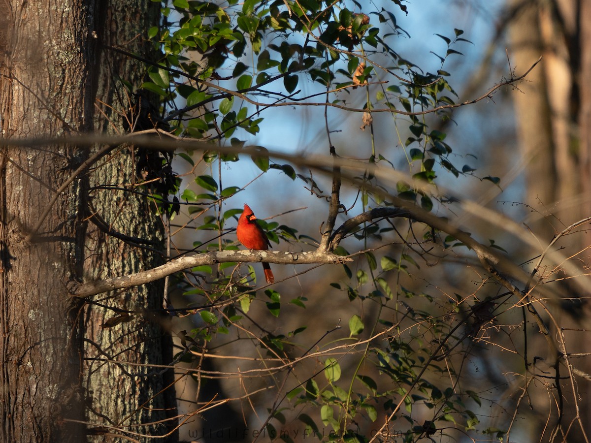 rødkardinal - ML645967576