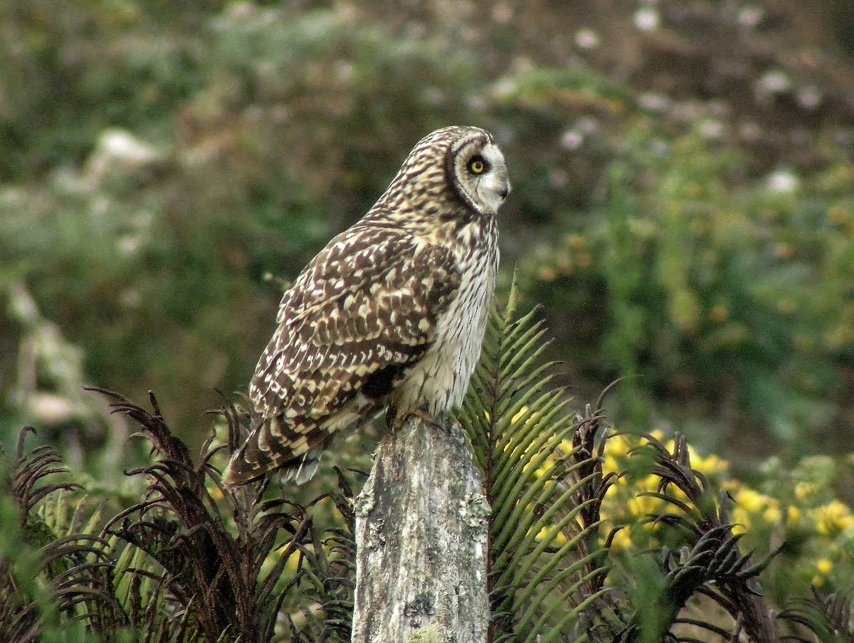 Sumpfohreule - ML645967577