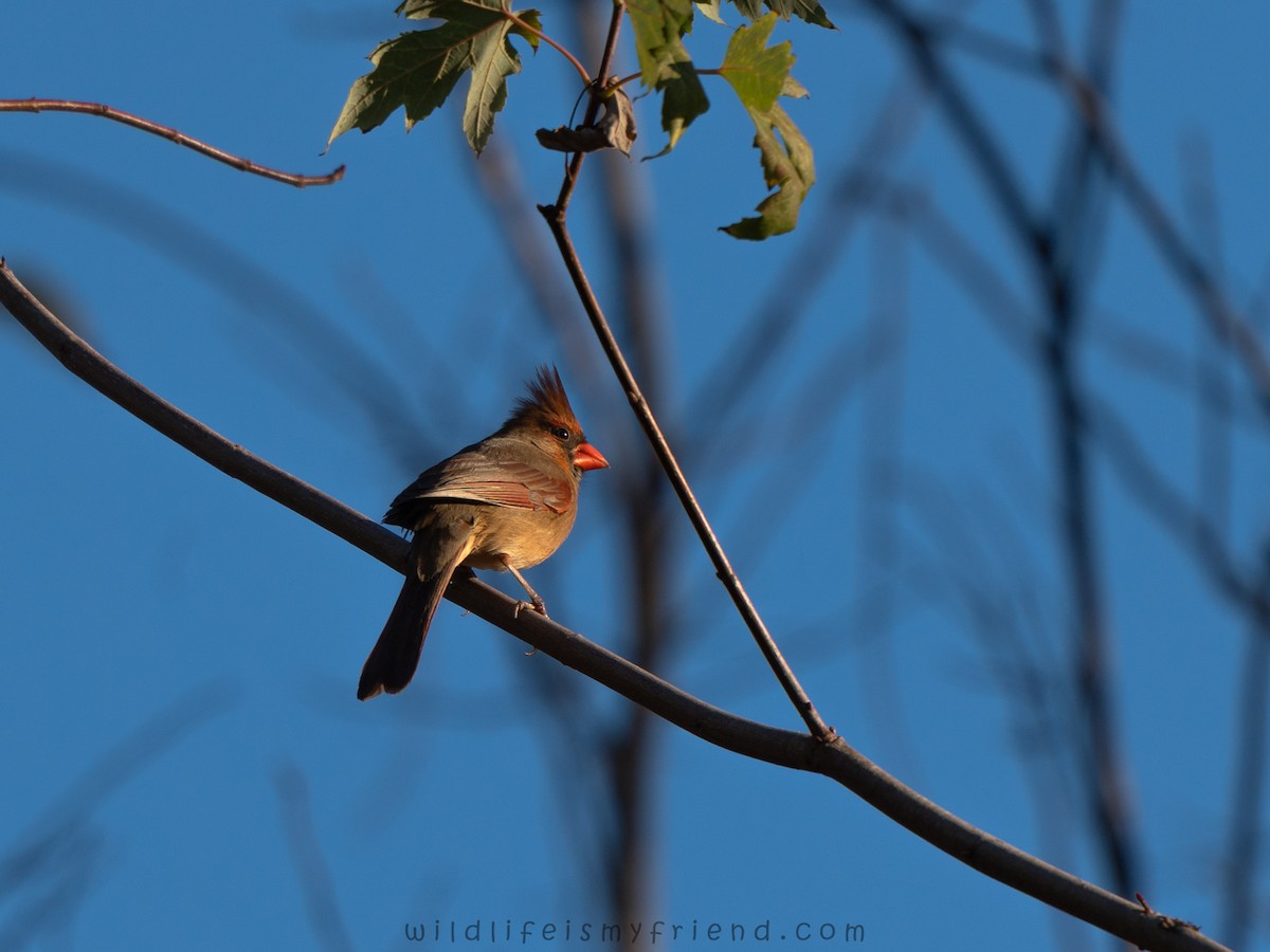 rødkardinal - ML645967578