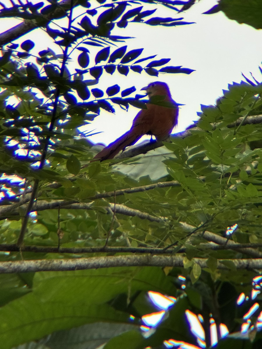 kukačka veverčí - ML645967579