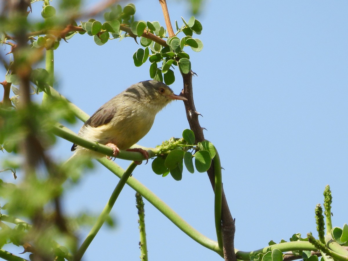 Buff-bellied Warbler - ML645967581