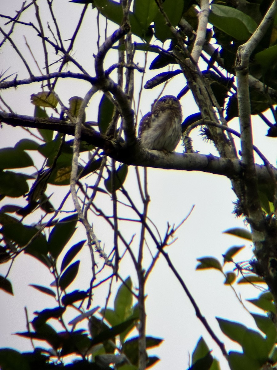 kulíšek peruánský - ML645967585