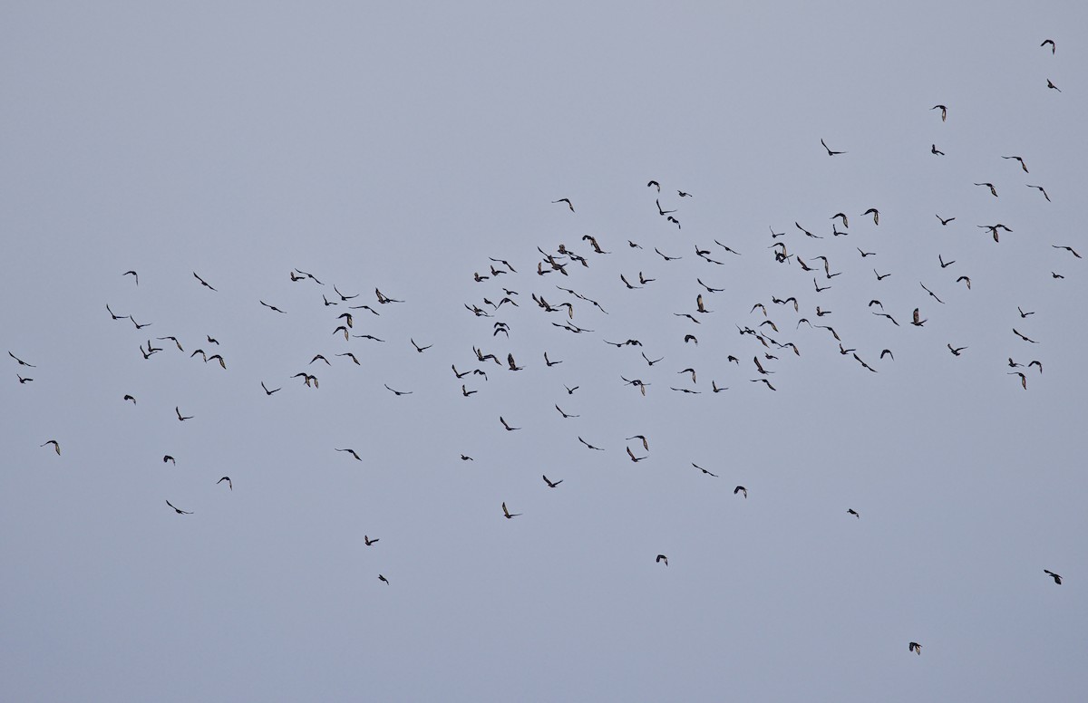 passerine sp. - ML645967587