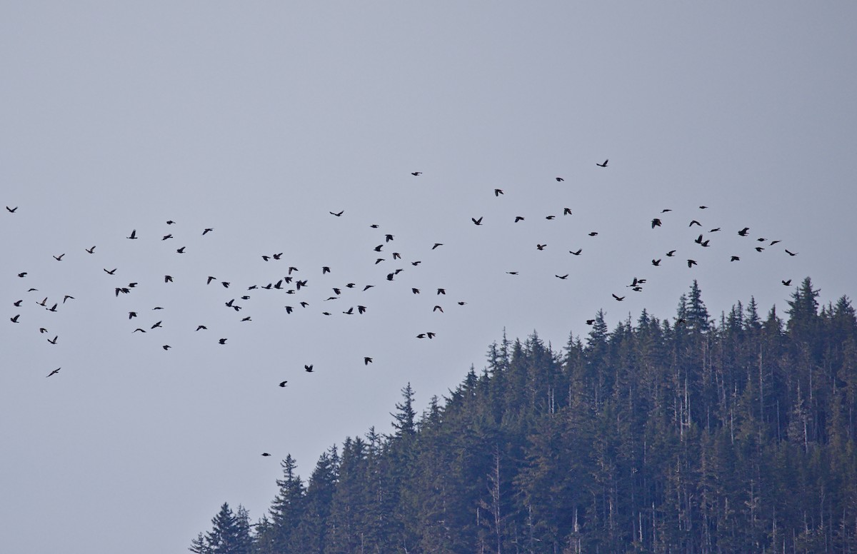 passerine sp. - ML645967588