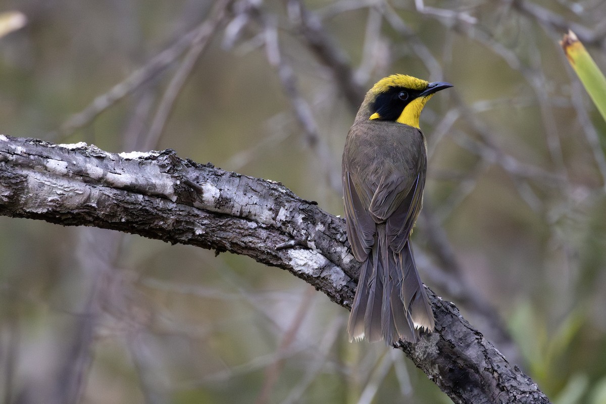 Yellow-tufted Honeyeater - ML645967596