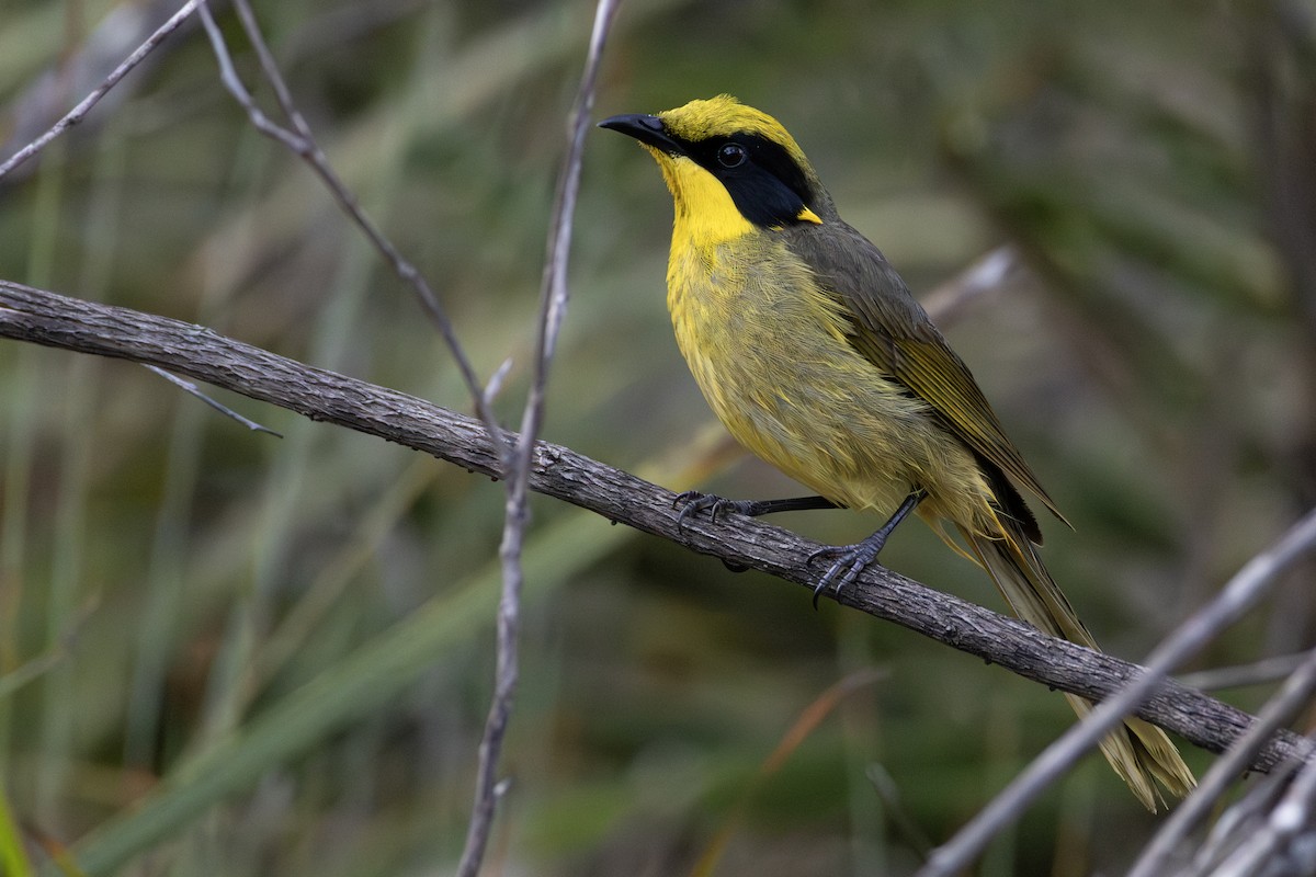 Yellow-tufted Honeyeater - ML645967597