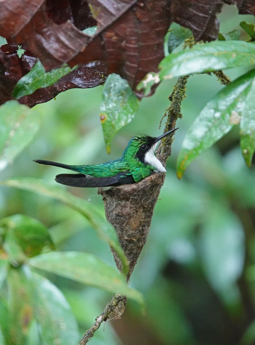 Purple-crowned Fairy - ML645967598