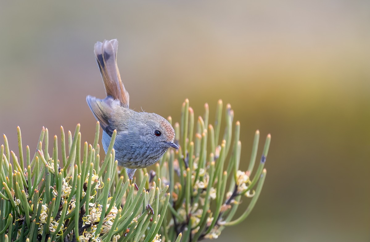 Tasmanian Thornbill - ML645967600
