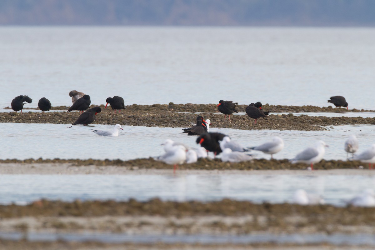 Sooty Oystercatcher - ML645967601