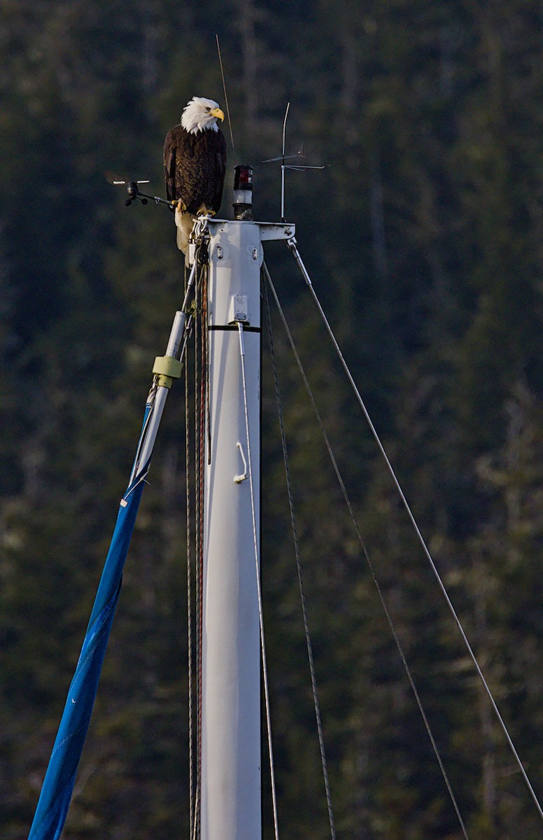 עיטם לבן-ראש - ML645967605